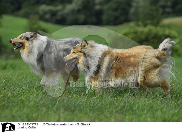 running Collie / SST-03779