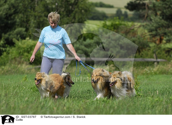 Collie / SST-03787