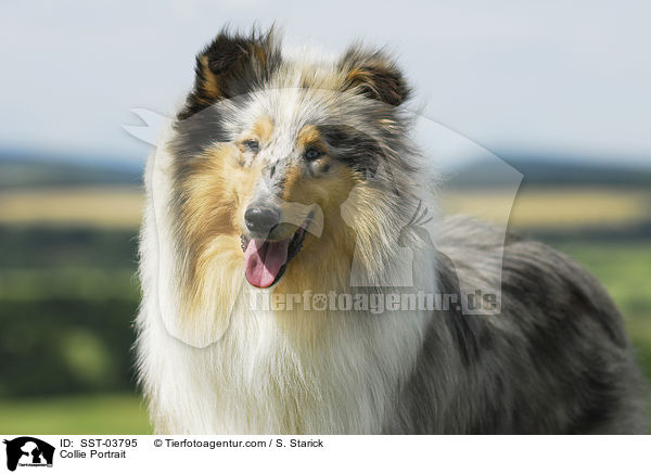 Collie Portrait / SST-03795