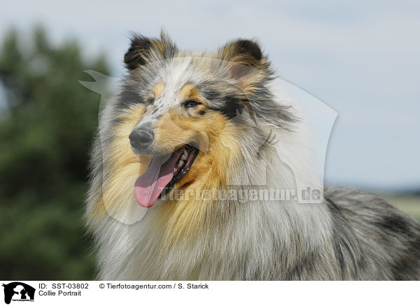 Collie Portrait / SST-03802