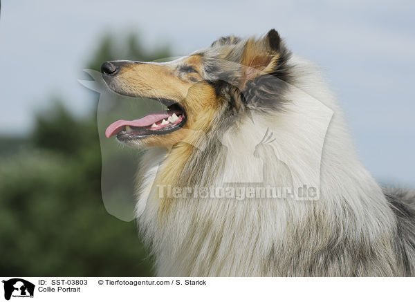 Collie Portrait / SST-03803