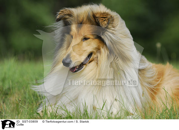 Collie / SST-03809