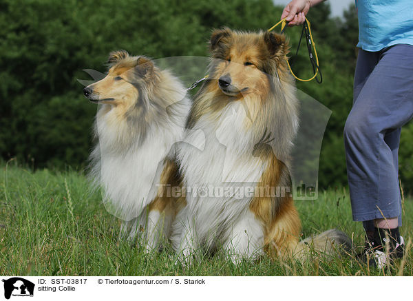 sitzender Collie / sitting Collie / SST-03817