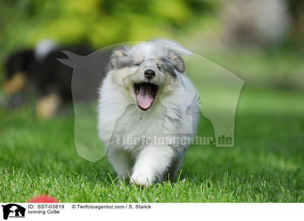running Collie / SST-03819