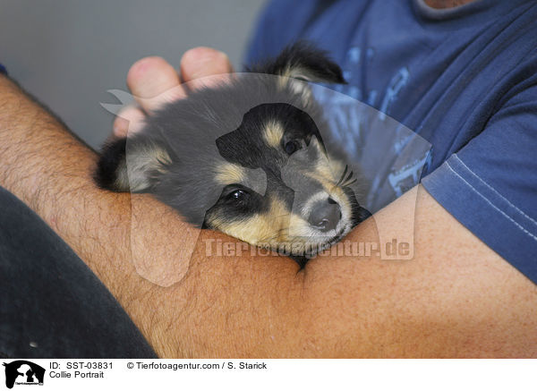 Collie Portrait / Collie Portrait / SST-03831