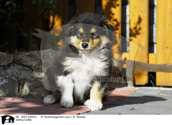 sitting Collie / SST-03833