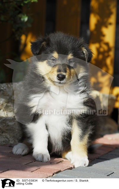 sitting Collie / SST-03834