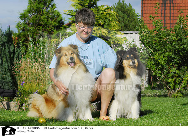 sitzender Collie / sitting Collie / SST-03835