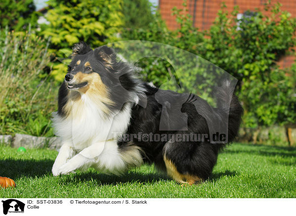 Collie / SST-03836