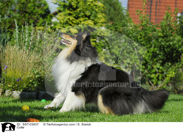Collie / SST-03837