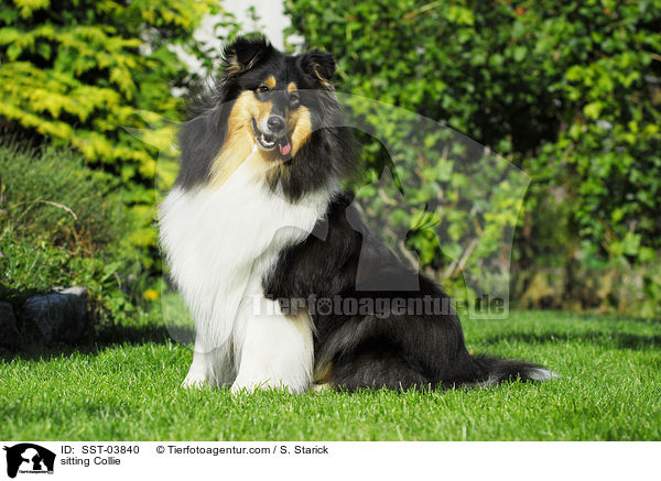 sitting Collie / SST-03840