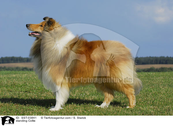 standing Collie / SST-03841