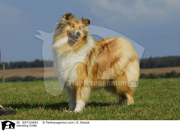 standing Collie / SST-03842