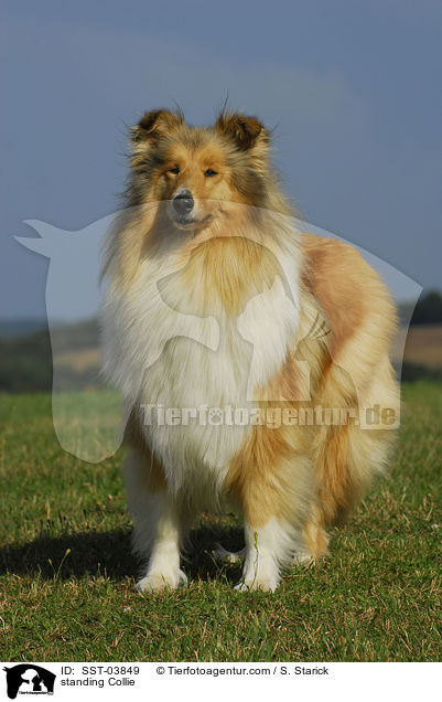 standing Collie / SST-03849