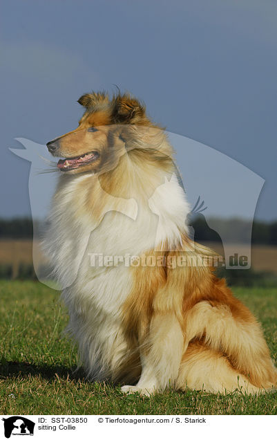 sitting Collie / SST-03850