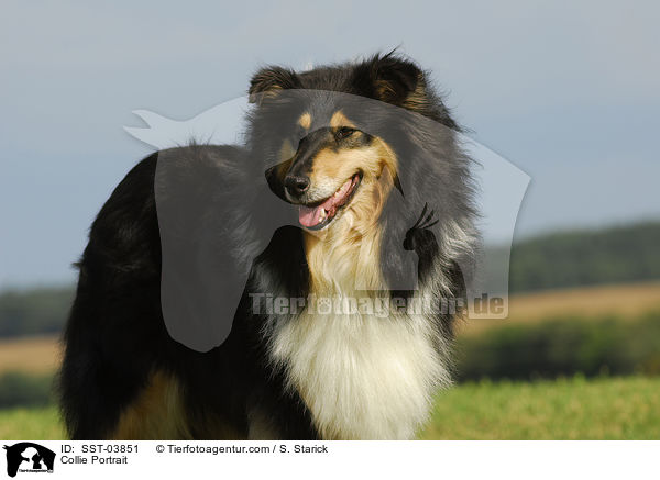 Collie Portrait / SST-03851