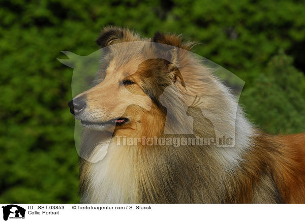 Collie Portrait / SST-03853