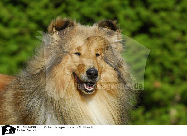 Collie Portrait / SST-03856