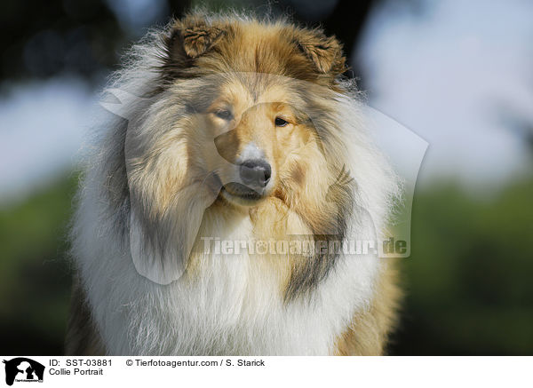 Collie Portrait / SST-03881