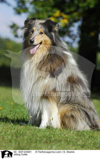 sitting Collie / SST-03891