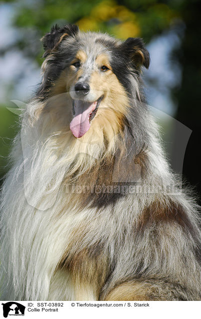 Collie Portrait / SST-03892