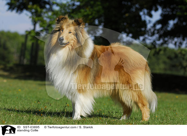 standing Collie / SST-03895