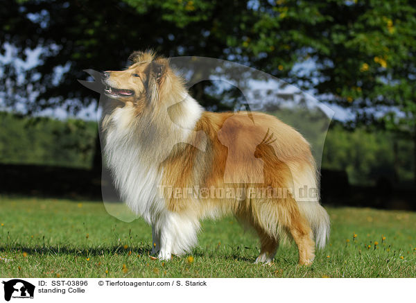 standing Collie / SST-03896