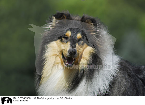 Collie Portrait / SST-03900