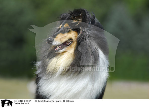Collie Portrait / SST-03901