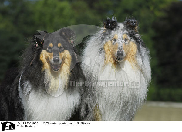 Collie Portrait / SST-03906