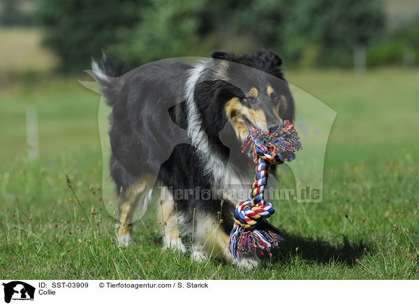 Collie / SST-03909