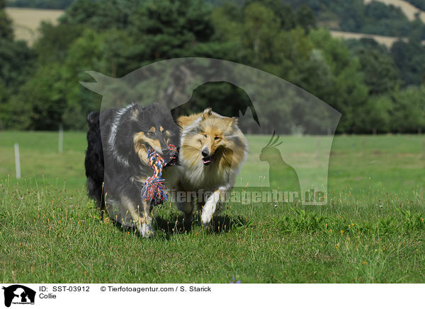 Collie / SST-03912