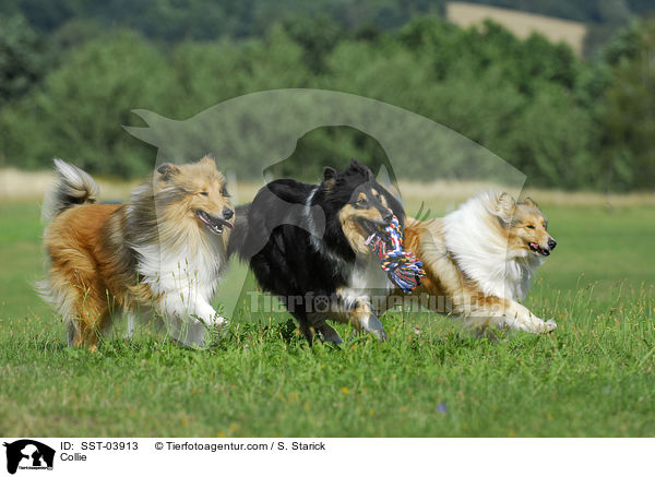 Collie / SST-03913
