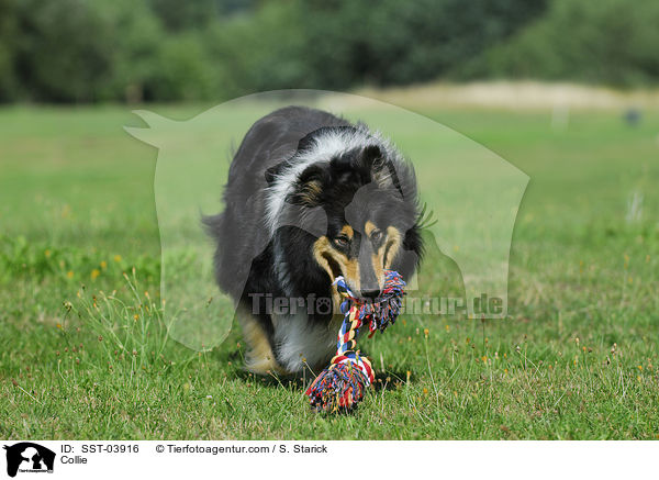 Collie / SST-03916