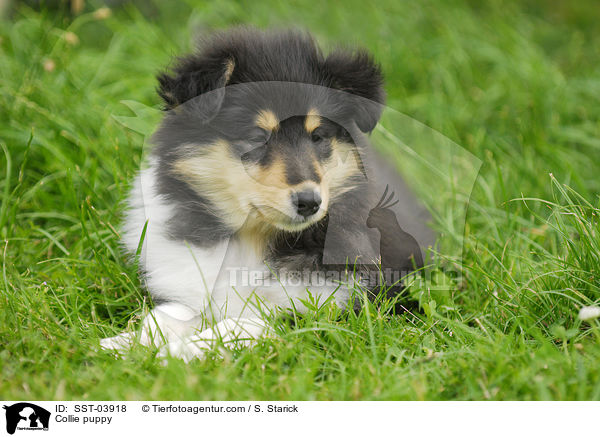 Collie puppy / SST-03918