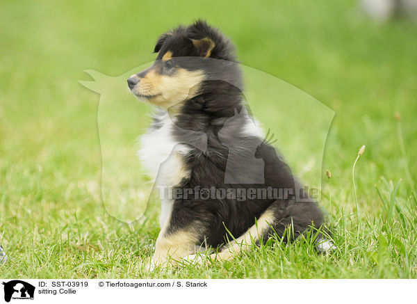 sitting Collie / SST-03919