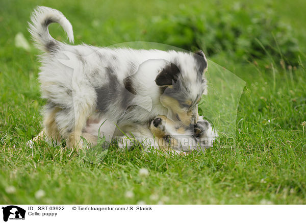 Collie puppy / SST-03922