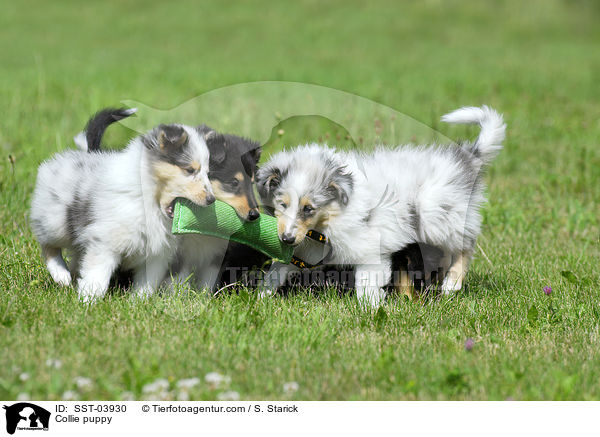 Collie puppy / SST-03930