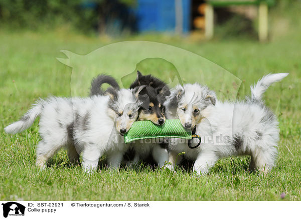 Langhaar Collie Welpe / Collie puppy / SST-03931