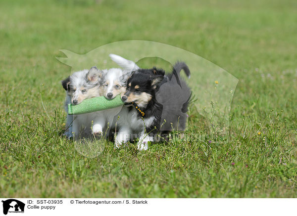 Collie puppy / SST-03935