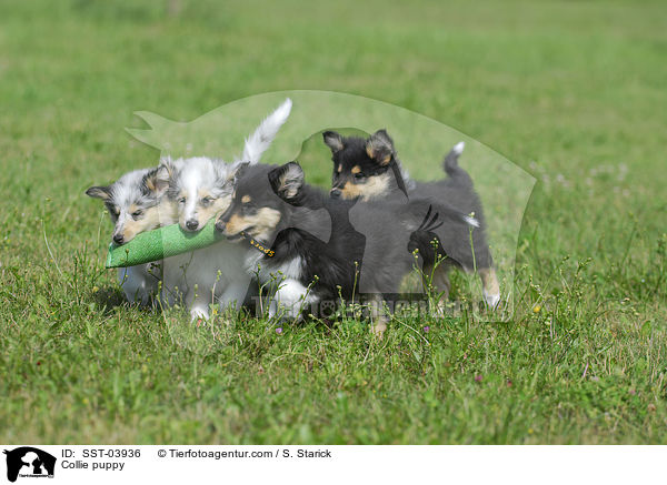 Collie puppy / SST-03936