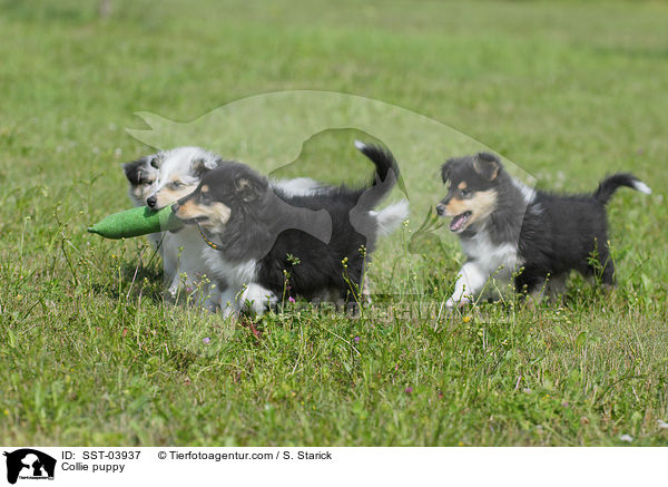 Collie puppy / SST-03937