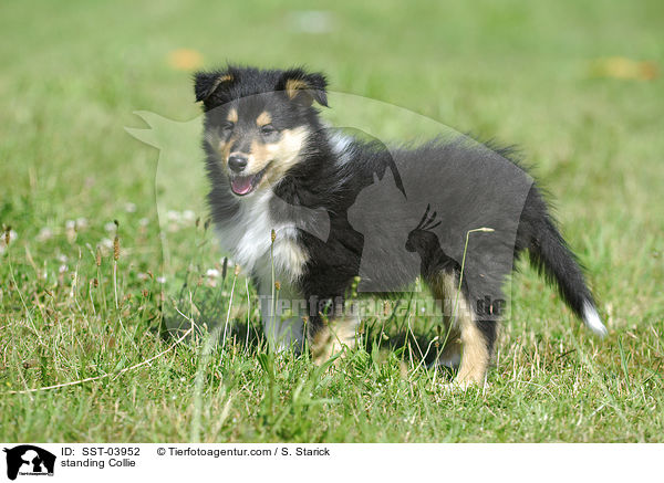 standing Collie / SST-03952