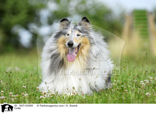 Collie / SST-03956