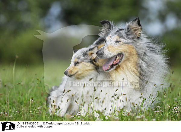 Collie Hndin mit Welpen / Collie she-dog with puppy / SST-03959