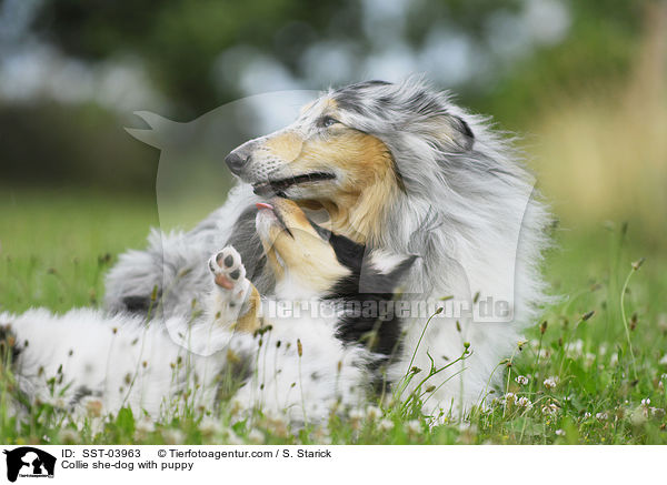 Collie Hndin mit Welpen / Collie she-dog with puppy / SST-03963