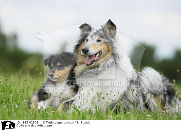 Collie she-dog with puppy / SST-03964