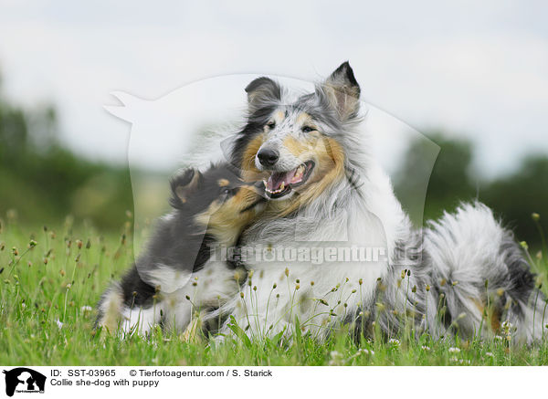 Collie she-dog with puppy / SST-03965