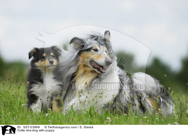 Collie she-dog with puppy / SST-03969