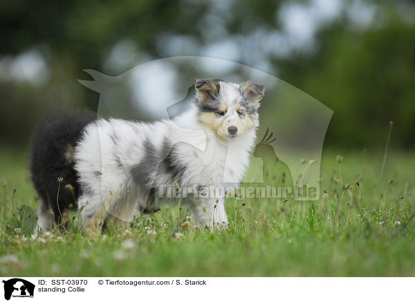 standing Collie / SST-03970